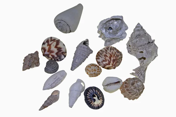 Collection of Sea shells — Stock Photo, Image