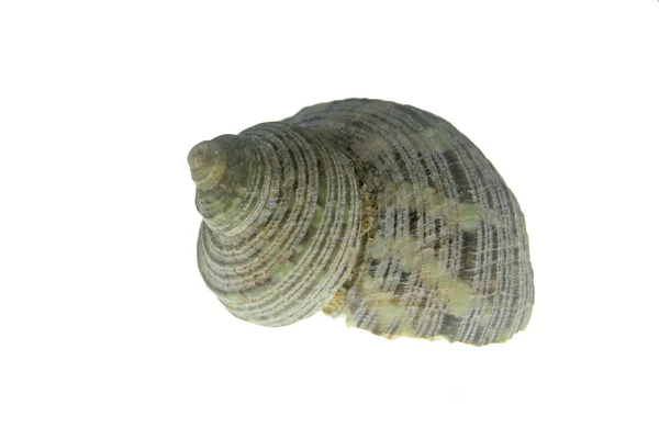 Turbo sparverius shell — Foto Stock