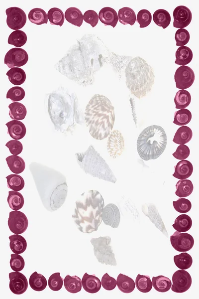 Frame of Pink Umbonium Seashells — Stock Photo, Image