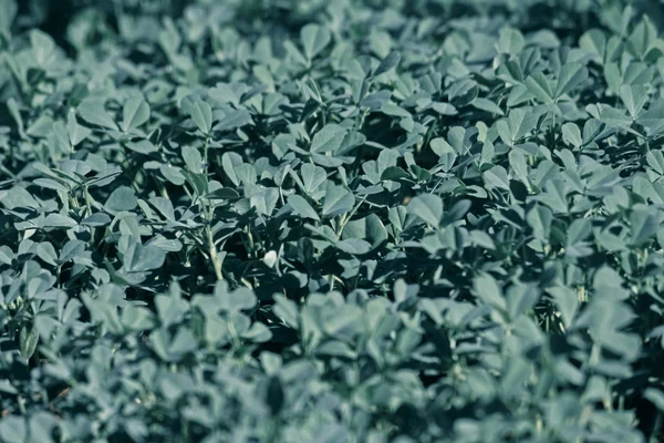 Plantas de feno-grego Foenum-graecum em um campo — Fotografia de Stock