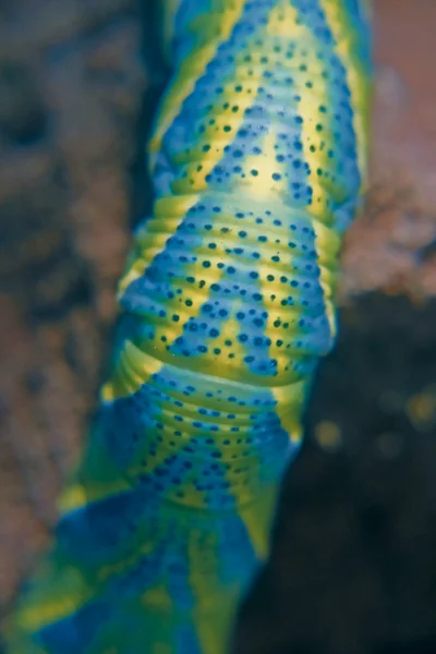 Zmarli w głowie wiesiołkowiec (Acherontia atropos) Caterpillar — Zdjęcie stockowe