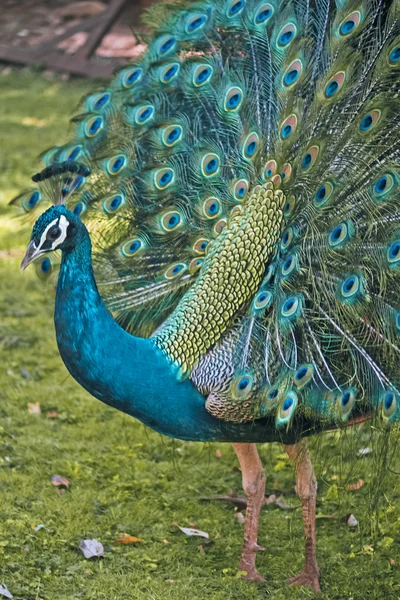 Faisanes y perdices (Phasianidae —  Fotos de Stock