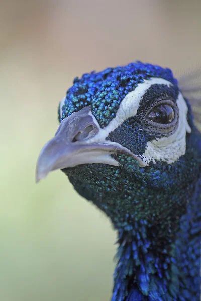 Фазаны и куропатки (Phasianidae — стоковое фото