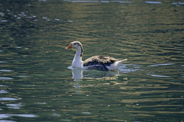 Binnenlandse ganzen op het meer — Stockfoto