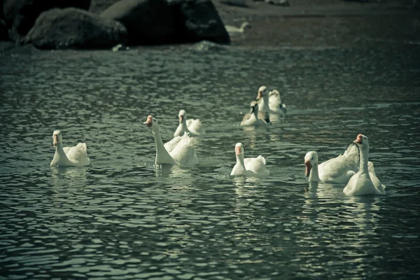 Gansos domésticos en el lago — Foto de Stock