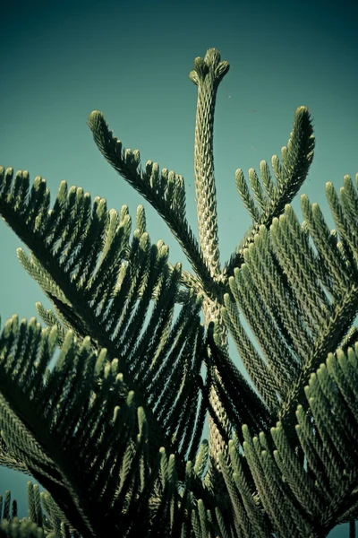 Pin de Norfolk Island, détail de la branche — Photo