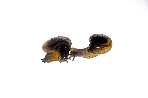 Caracol de cristal brillante, Zonitoides nitidus — Foto de Stock