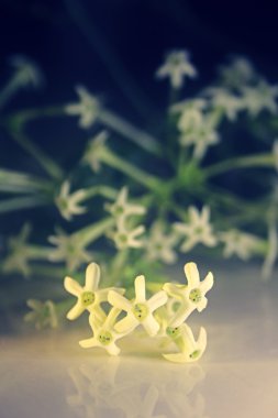 Cestrum nocturnum