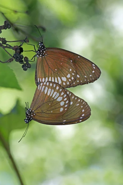 Accouplement du papillon corbeau commun — Photo