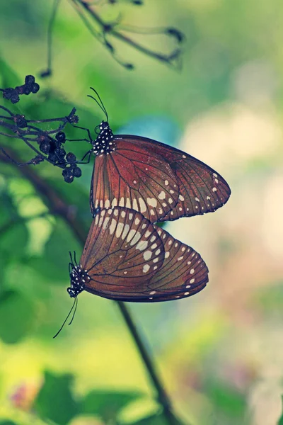 Apareamiento de mariposa común de cuervo — Foto de Stock