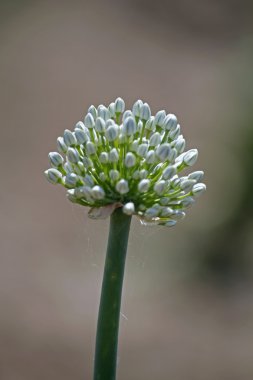Soğan, Allium cepa çiçek