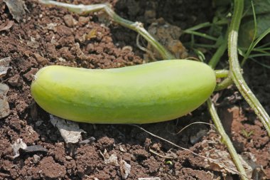 Salatalık, Cucumis sativus