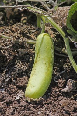 Salatalık, Cucumis sativus