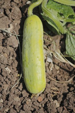 Salatalık, Cucumis sativus