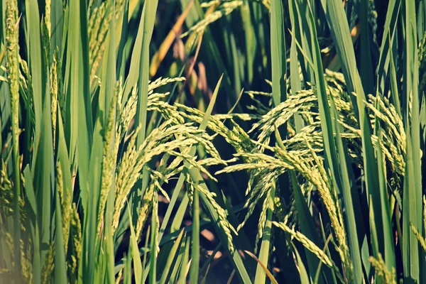 Oryza sativa, Reisernte — Stockfoto