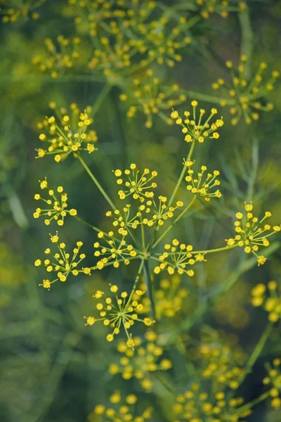 Funcho, funcho doce, funcho de Florença, Finocchio, Foeniculum vul — Fotografia de Stock