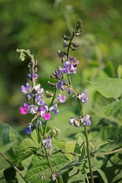 Flowers of Lablab purpureus — Stock Photo, Image