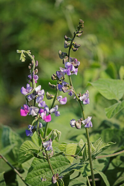 Flowers of Lablab purpureus