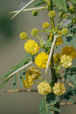 Vachellia nilotica, akasya Nilotica, Babhul ağacı, Ind çiçekler