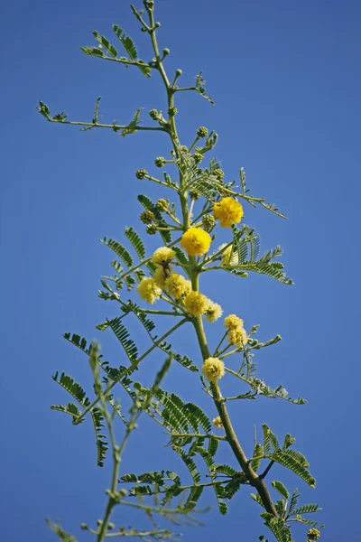 Flores de Vachellia nilotica, Acacia Nilotica, Babhul tree, Ind — Fotografia de Stock