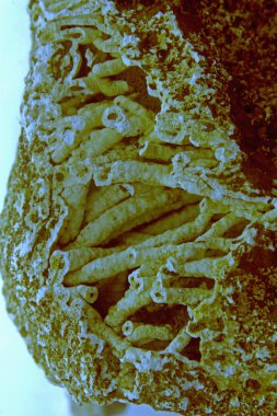 Agatized mercan kalsedon sarkıt ile