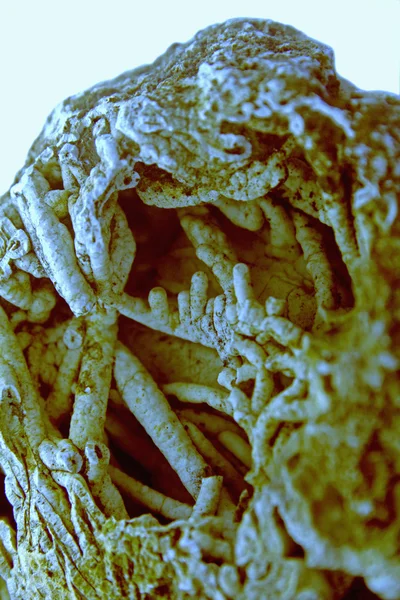 Агатизированный коралл со сталактитами халкидона — стоковое фото