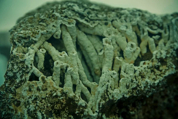 Agatized 的珊瑚与玉髓钟乳石 — 图库照片