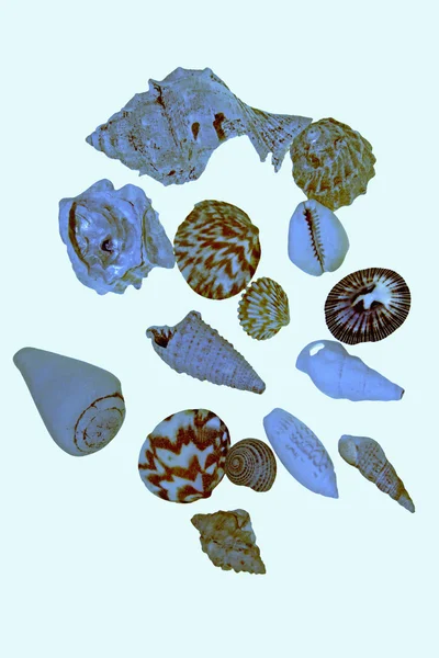 Колекція морських раковин — стокове фото