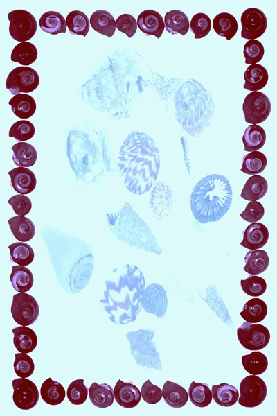 Cadre de coquillages roses en ombonium — Photo
