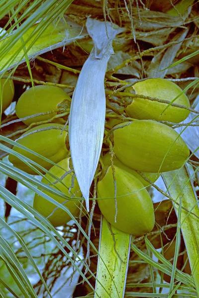 Racimo de cocos naranjas que crecen en una palmera de coco — Foto de Stock