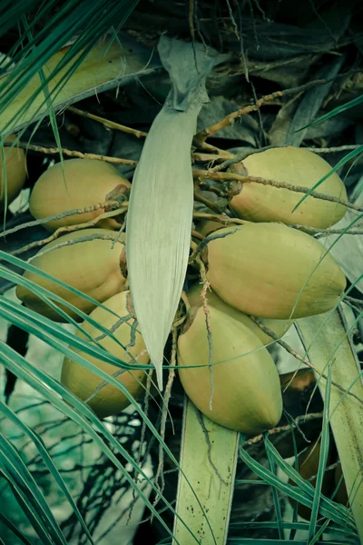 Racimo de cocos naranjas que crecen en una palmera de coco — Foto de Stock