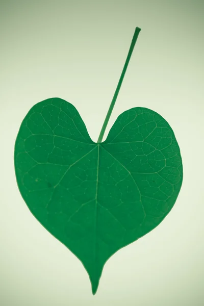 Heart Shape leaf — Stock Photo, Image