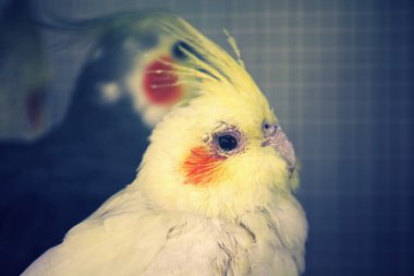 Çok kadın petsupplies papağan