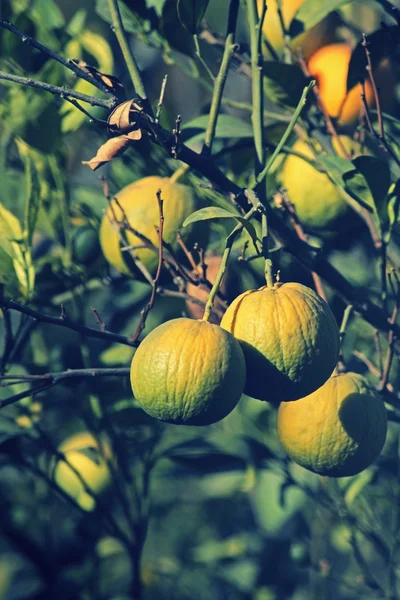 Lime dolci su albero — Foto Stock