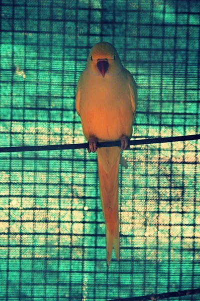 Gul papegoja — Stockfoto
