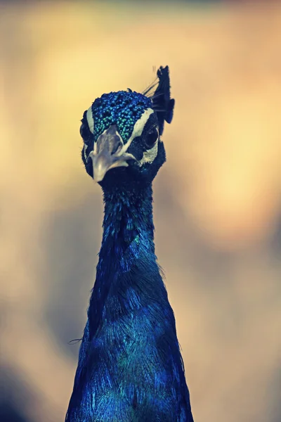 Pheasants and Partridges (Phasianidae — Stock Photo, Image