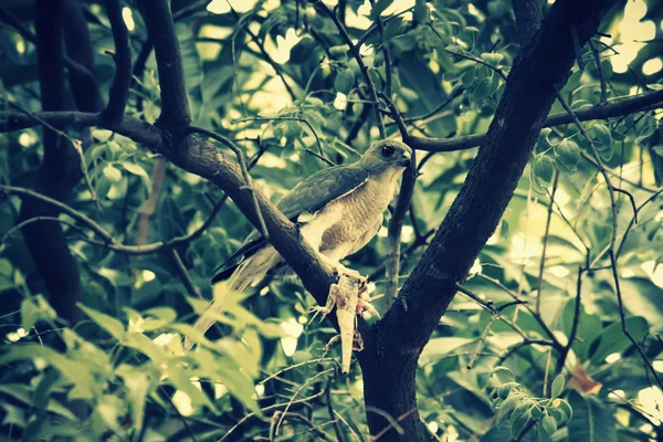 Shikra (Accipiter badius) with a Calotes versicolor Kill — Stock Photo, Image