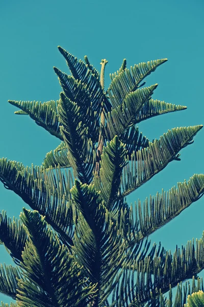 Norfolk Island pine, branch detail — Stock Photo, Image