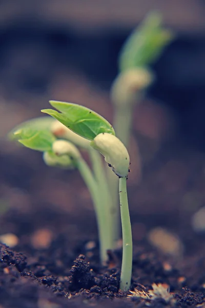 Black eyed peas har grodda — Stockfoto