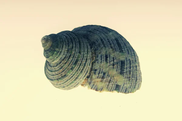 Turbo sparverius shell — Stockfoto