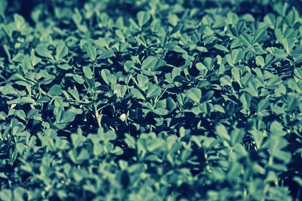 Plants of Fenugreek Foenum-graecum in a field — Stock Photo, Image