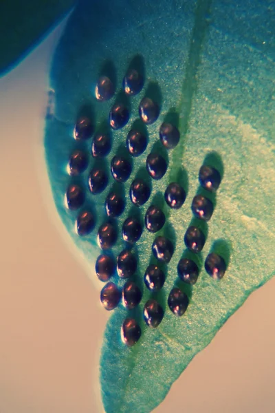 Squash bug (Hemiptera ) eggs on underside of leaf