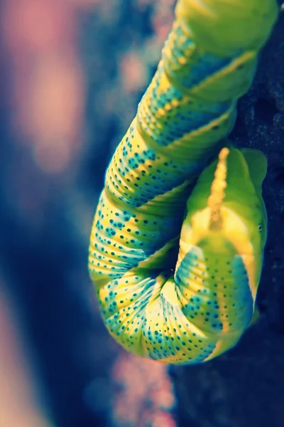Testa di morte Falena (Acherontia atropos) Bruco — Foto Stock