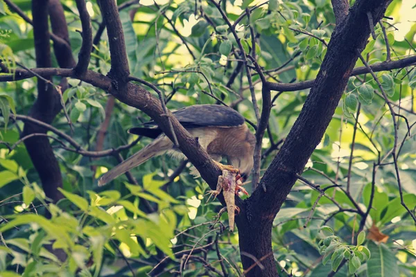 Shikra (яструб badius) з Calotes лишай вбити — стокове фото