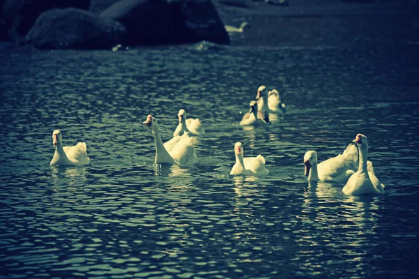 Вітчизняні гуси на озері — стокове фото