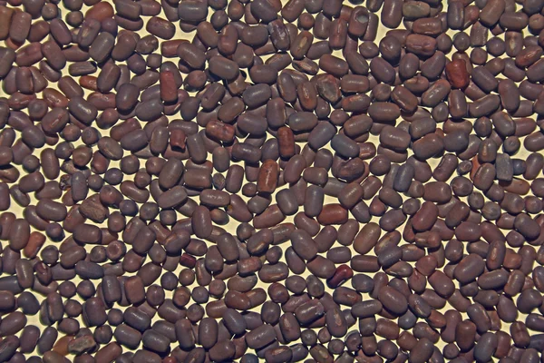 Nachtvlinder Bean, — Stockfoto
