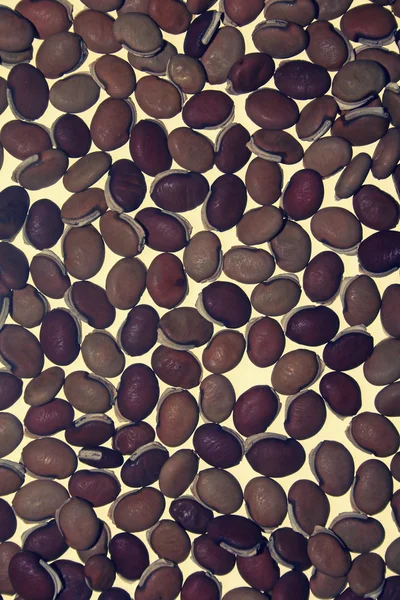 Suche nasiona purpureus Lablab — Zdjęcie stockowe