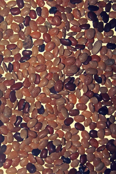 Horse gram, Kulthi dry — Stock Photo, Image