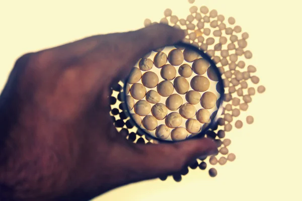 Human hand holding a magnifying glass over the dried white pea — Stock Photo, Image