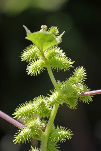 Фрукты Noogoora burr, Xanthium occidentale — стоковое фото